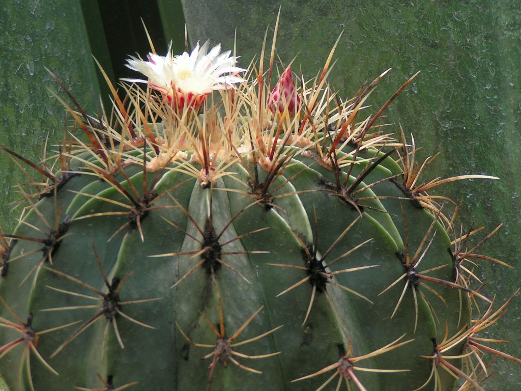 Ferocactus histrix